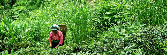 Exploring the Traditional Delight of Gundruk: Nepal's Fermented Green Marvel
